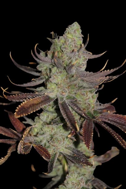Conspiracy Kush cannabis seeds packaging — Royal King Seeds Australia