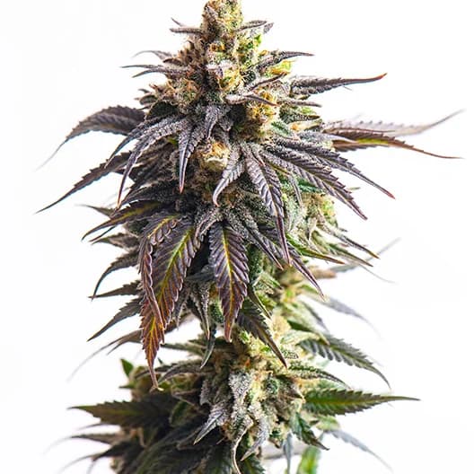 Cookie Breath cannabis seeds packaging — Royal King Seeds Australia