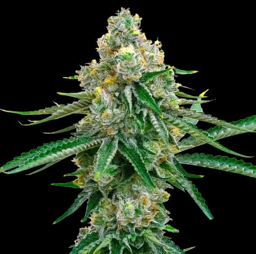 Cookie Jar cannabis seeds packaging — Royal King Seeds Australia
