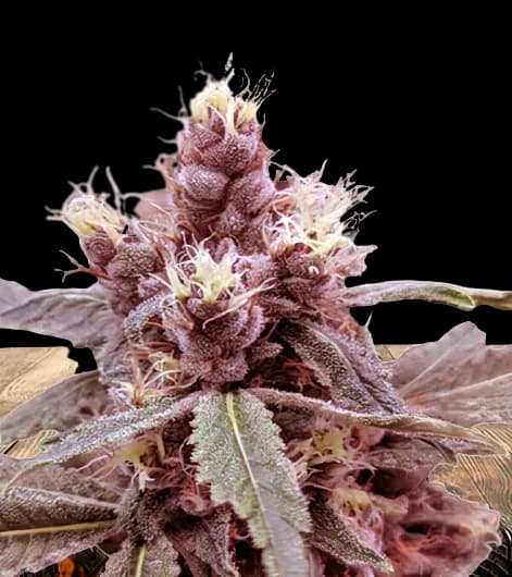 Cookie Monster cannabis seeds packaging — Royal King Seeds Australia