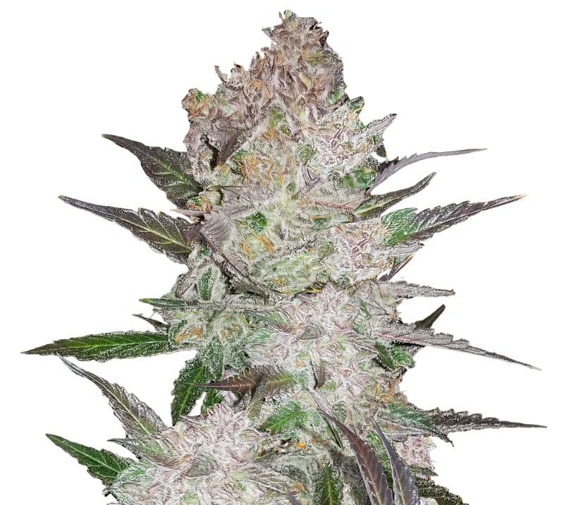 Cookie Wreck cannabis seeds packaging — Royal King Seeds Australia