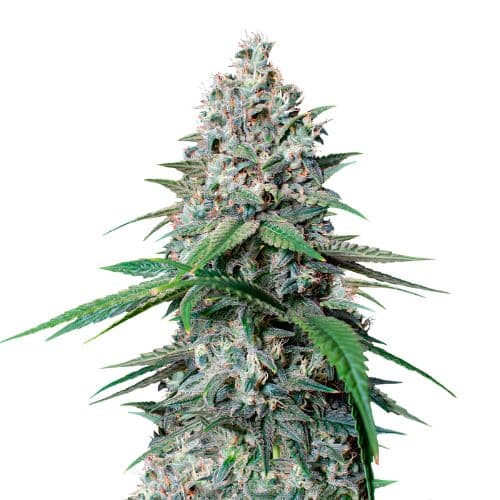 Cookies Gelato cannabis seeds packaging — Royal King Seeds Australia