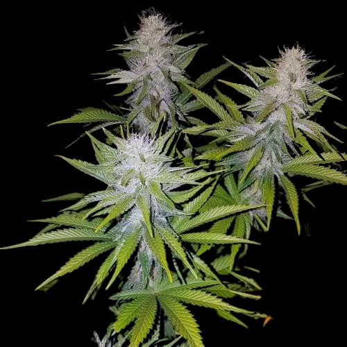 Cookies Kush cannabis seeds packaging — Royal King Seeds Australia