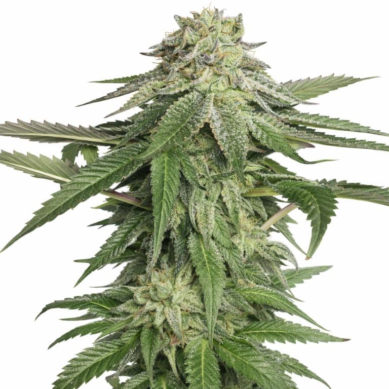 Corleone Kush cannabis seeds packaging — Royal King Seeds Australia