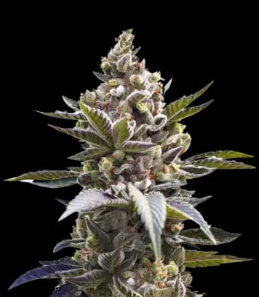 Cornbread cannabis seeds packaging — Royal King Seeds Australia