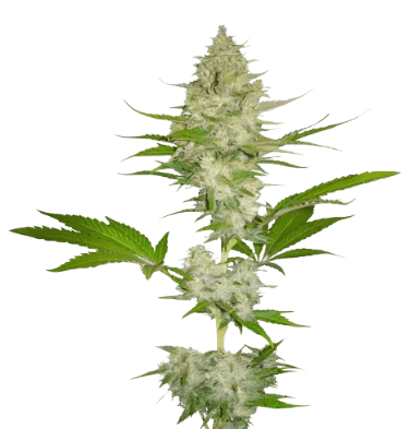 Cotton Candy Kush cannabis seeds packaging — Royal King Seeds Australia