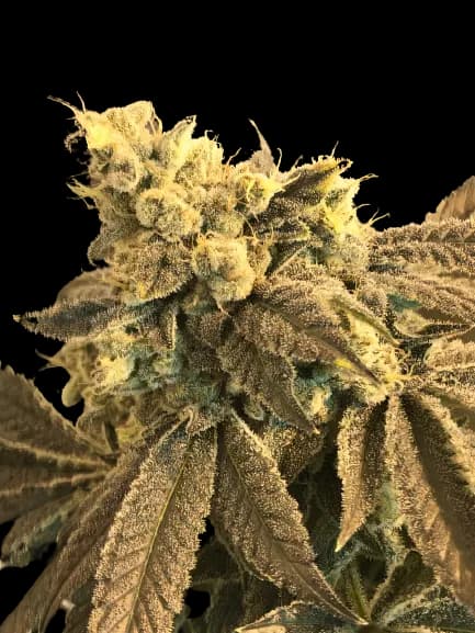 Cowboy Kush cannabis seeds packaging — Royal King Seeds Australia