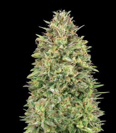Cracker Jack cannabis seeds packaging — Royal King Seeds Australia