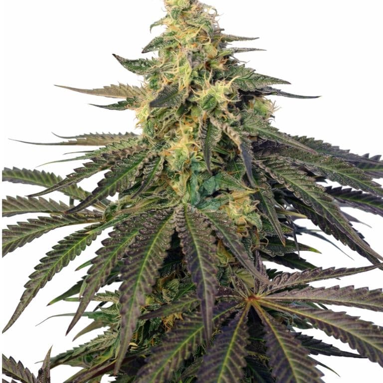 Cream Caramel cannabis seeds packaging — Royal King Seeds Australia
