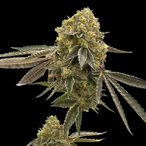 Critical 47 cannabis seeds packaging — Royal King Seeds Australia