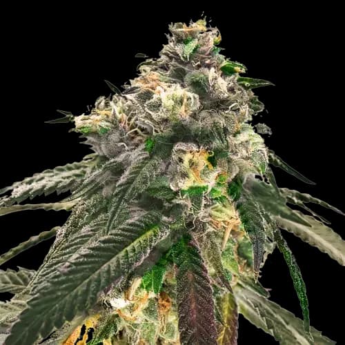 Critical Fast Bud cannabis seeds packaging — Royal King Seeds Australia
