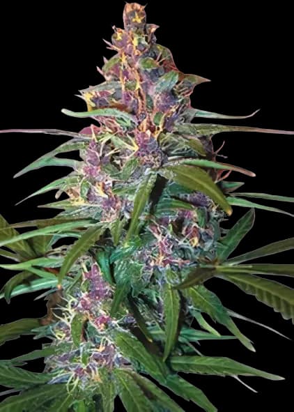 Critical Purple cannabis seeds packaging — Royal King Seeds Australia