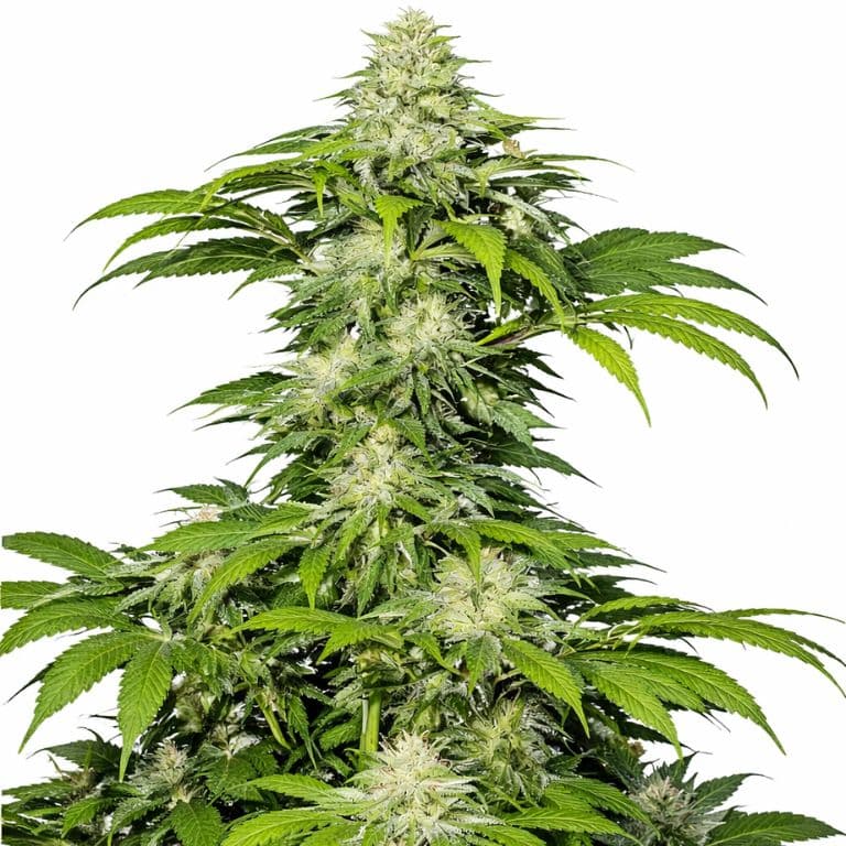 Crosswalker cannabis seeds packaging — Royal King Seeds Australia
