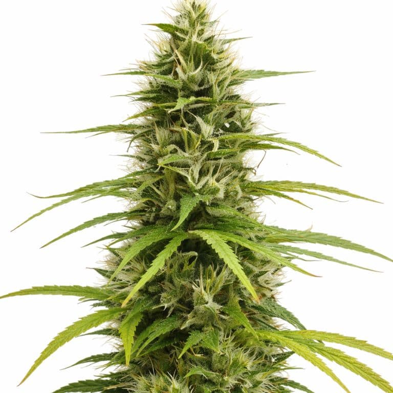 Crouching Tiger Hidden Alien cannabis seeds packaging — Royal King Seeds Australia