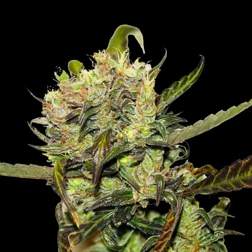 Crown OG cannabis seeds packaging — Royal King Seeds Australia