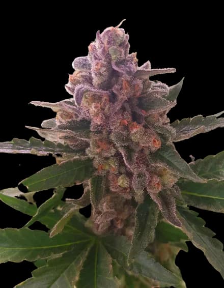 Crown Royale cannabis seeds packaging — Royal King Seeds Australia