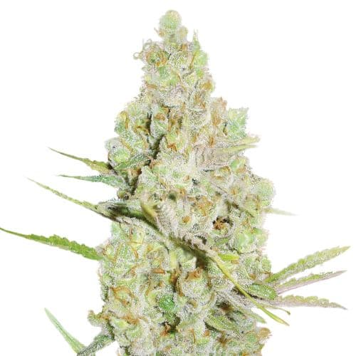 Crystal Coma cannabis seeds packaging — Royal King Seeds Australia