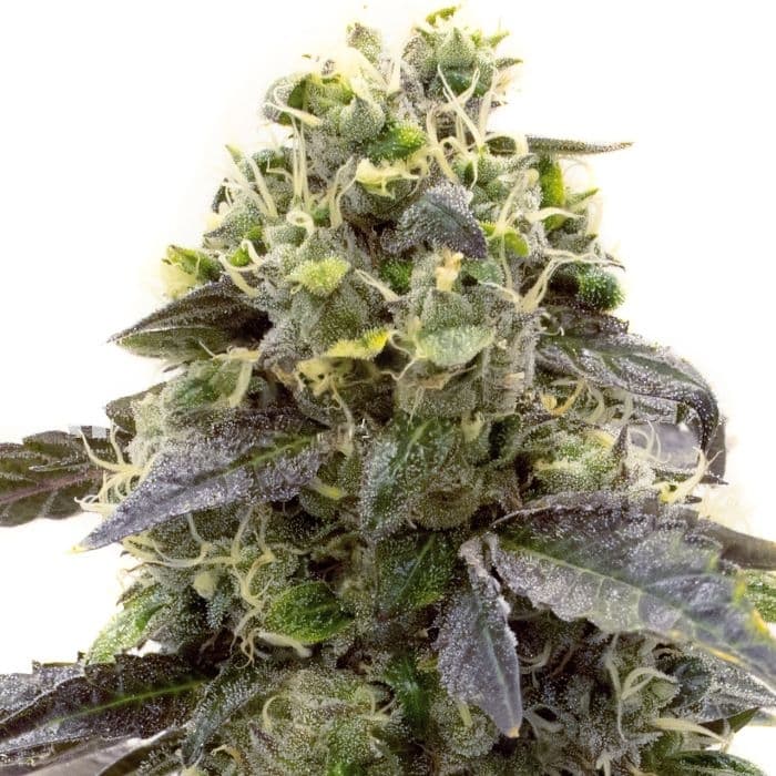 Crystal cannabis seeds packaging — Royal King Seeds Australia