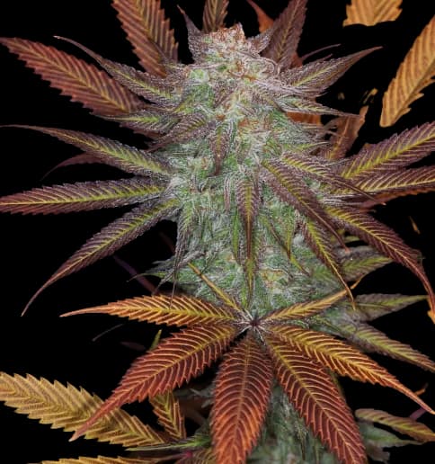 Cuvee cannabis seeds packaging — Royal King Seeds Australia