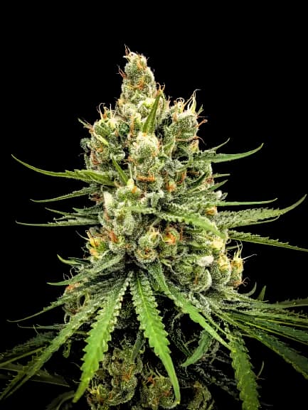 Dairy Queen cannabis seeds packaging — Royal King Seeds Australia