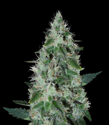 Dakini Kush cannabis seeds packaging — Royal King Seeds Australia