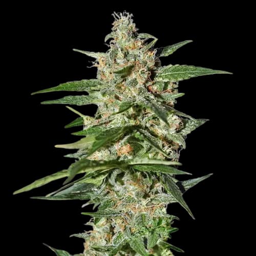 Damnesia cannabis seeds packaging — Royal King Seeds Australia