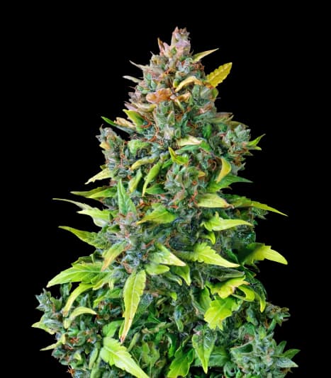 Dance World CBD cannabis seeds packaging — Royal King Seeds Australia