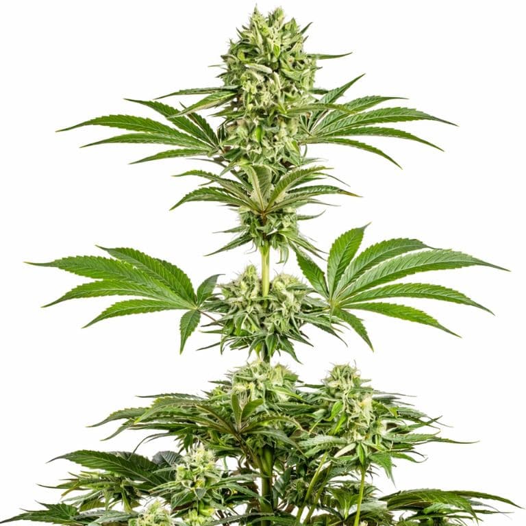 Dancehall CBD cannabis seeds packaging — Royal King Seeds Australia