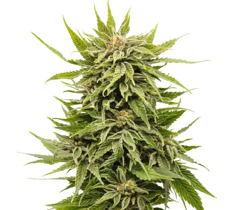 Dank Schrader cannabis seeds packaging — Royal King Seeds Australia