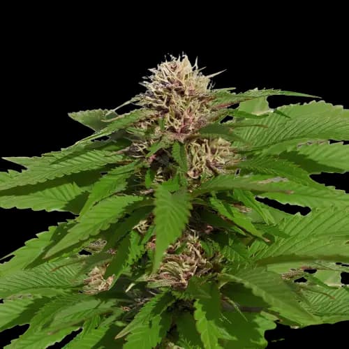 Danky Doodle cannabis seeds packaging — Royal King Seeds Australia