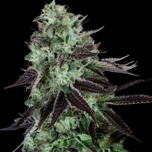 Dark Star cannabis seeds packaging — Royal King Seeds Australia
