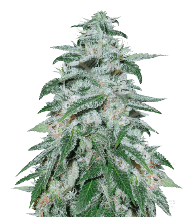 Darth Vader OG cannabis seeds packaging — Royal King Seeds Australia