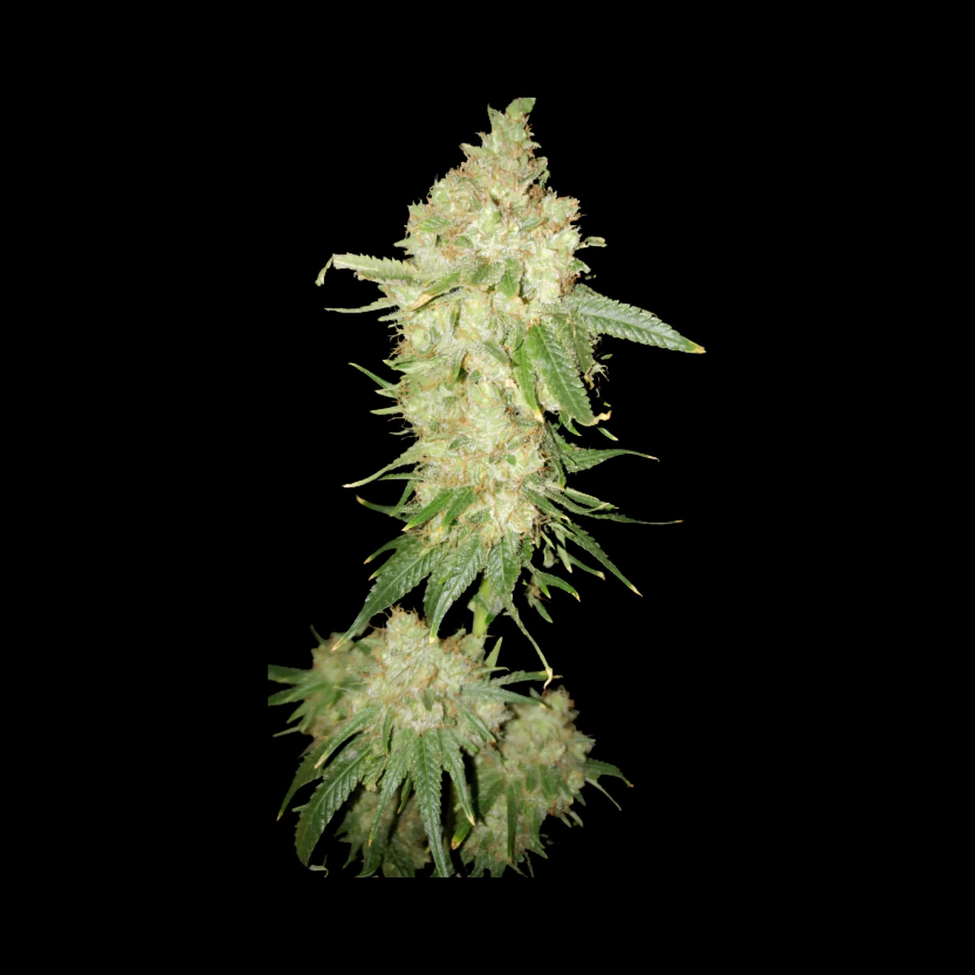 Deadwood cannabis seeds packaging — Royal King Seeds Australia