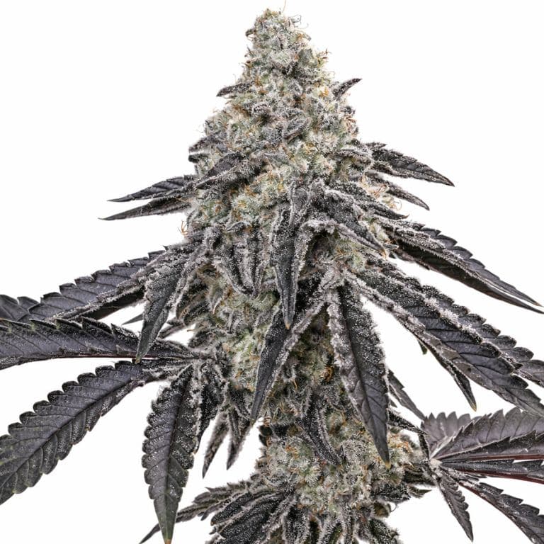 Death Star cannabis seeds packaging — Royal King Seeds Australia