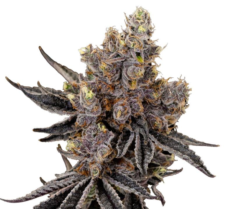 Deep Chunk cannabis seeds packaging — Royal King Seeds Australia