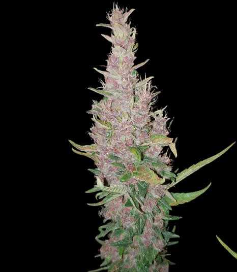 Deep Purple cannabis seeds packaging — Royal King Seeds Australia