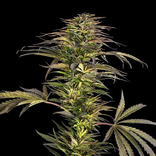 Diablo cannabis seeds packaging — Royal King Seeds Australia