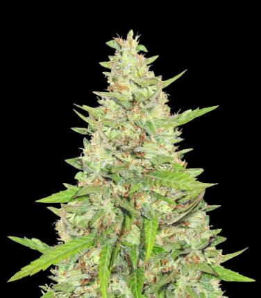 Diamond OG cannabis seeds packaging — Royal King Seeds Australia