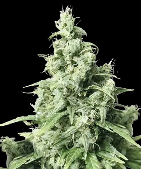 Diamond Valley Kush cannabis seeds packaging — Royal King Seeds Australia