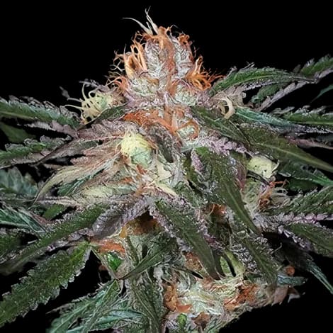 Diesel Duff cannabis seeds packaging — Royal King Seeds Australia