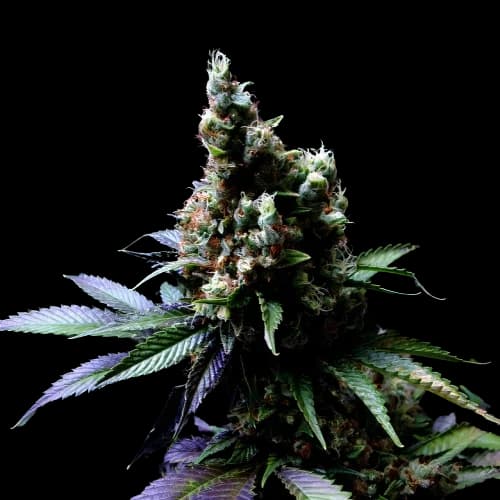 Diesel Power cannabis seeds packaging — Royal King Seeds Australia
