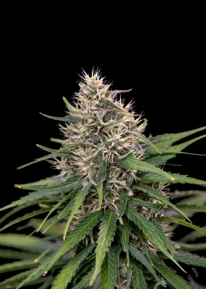 Digweed cannabis seeds packaging — Royal King Seeds Australia
