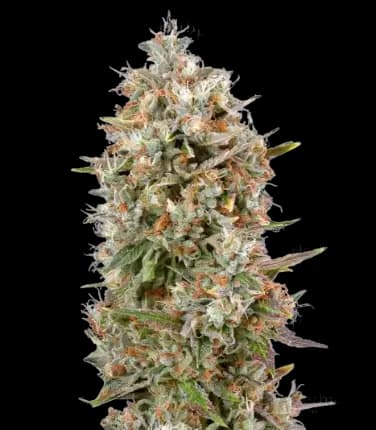 Dinachem cannabis seeds packaging — Royal King Seeds Australia