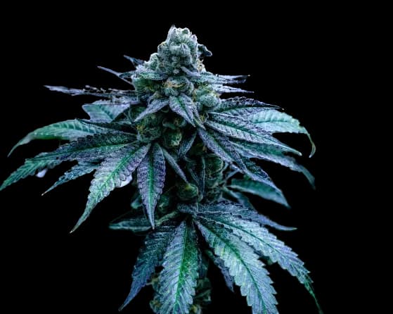 Disney Blue cannabis seeds packaging — Royal King Seeds Australia