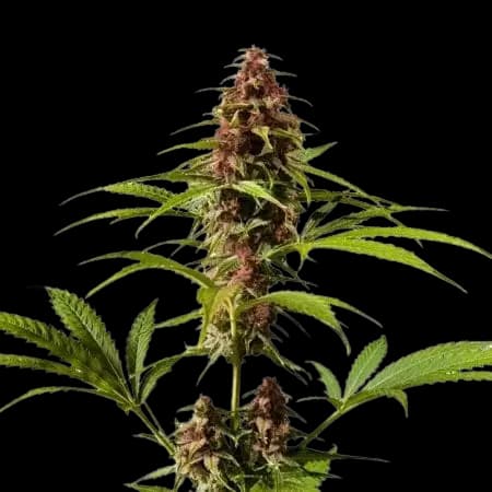 DJ Short Blueberry cannabis seeds packaging — Royal King Seeds Australia