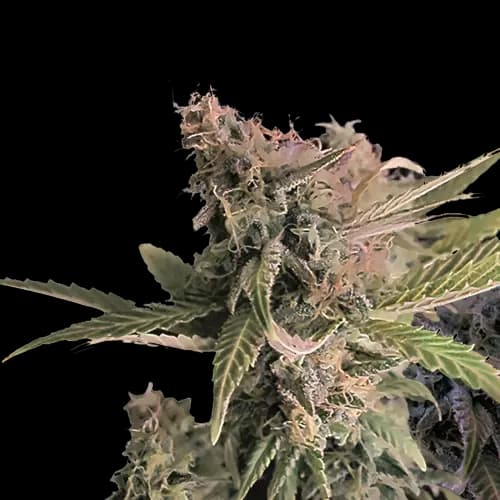 Donna OG cannabis seeds packaging — Royal King Seeds Australia
