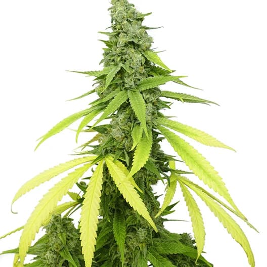 Doobiebird Daydream cannabis seeds packaging — Royal King Seeds Australia