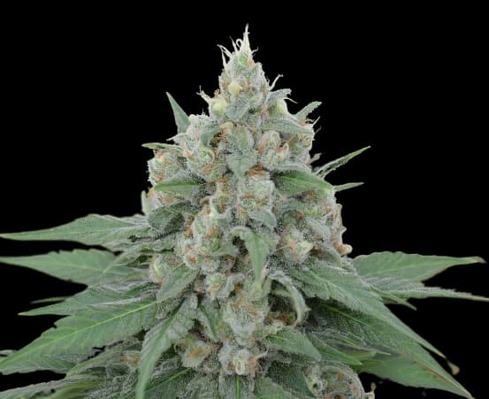 Dorit cannabis seeds packaging — Royal King Seeds Australia