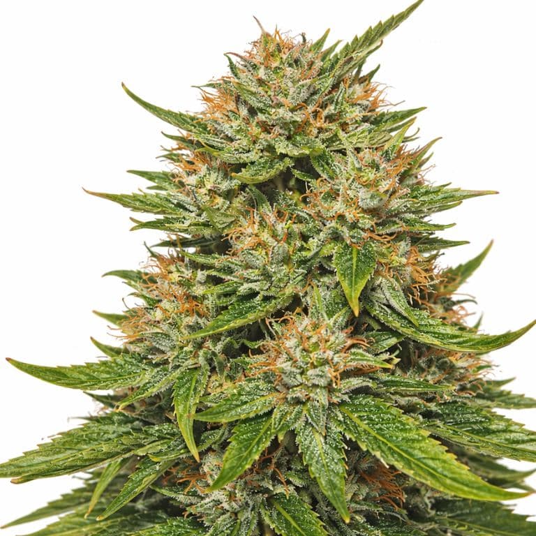 Double Dream cannabis seeds packaging — Royal King Seeds Australia
