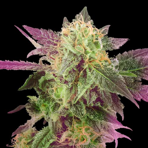 Double Purple Doja cannabis seeds packaging — Royal King Seeds Australia